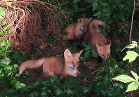 Red Fox Pups