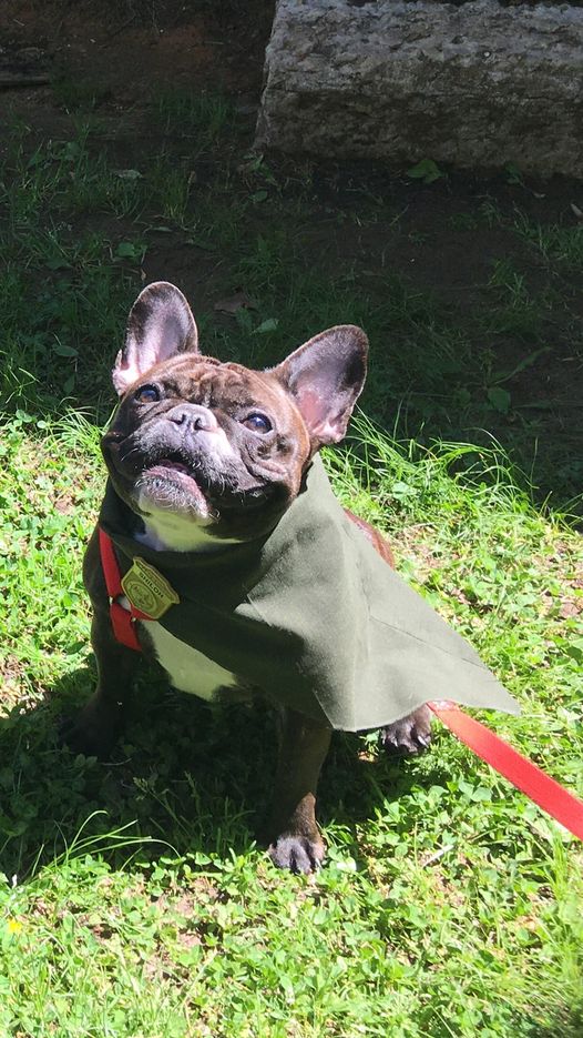 A small black dog with green scarf and Junior Ranger badge.