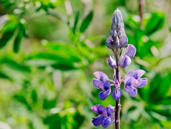 Close up photo of the purple wildflower Lupine, with green leaves in the background.