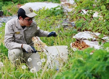 Photo of a person removing invasive plants and placing them in a white bucket, while kneeling in small vegetation.