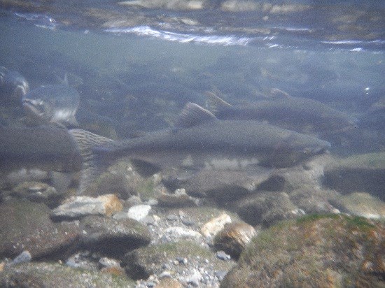 Underwater photo of numerous pink salmon swimming upstream over a rocky stream bottom.