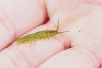 A close up of a small, green aquatic insect being held in a person's hand.
