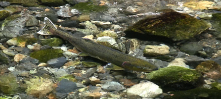 Seen from above - a single salmon swimming in a clear, rock bottom stream.