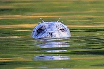 The eyes and nose of a Harbor Seal peeking out of calm, sunlight water.