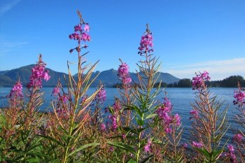 Fireweed grows on the ocean shore, with mountains and blue sky in the background.