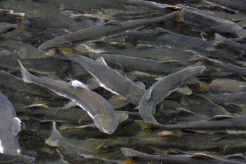An overhead shot of numerous salmon swimming upstream.