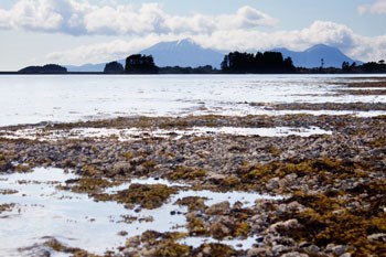 Cloud covered mountains in the far background, calm ocean mid-ground and rocky tidal flats with seaweed, mussels and barnacles in the foreground.