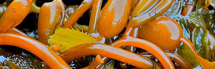 Close up image of orange and green colored seaweed