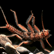 A close-up of a dark red and orange Stonefly with six hairy legs and segmented body.