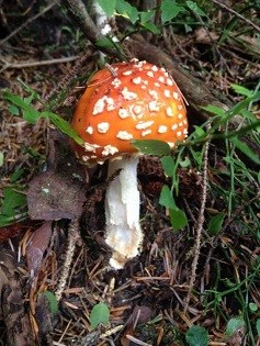 A mushroom with a white stem and orange cap with white dots grows on the forest floor.