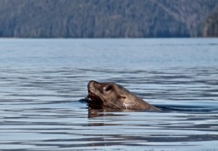 A sea lion swims with its head out of the water, with a forested shoreline in the background.
