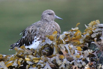 A white, tan and gray Sandpiper sits on a small pile of seaweed.
