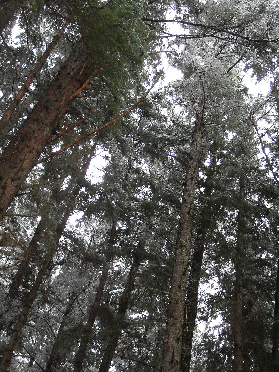 Looking up into the snowy canopy of old, tall western hemlock and Sitka spruce.