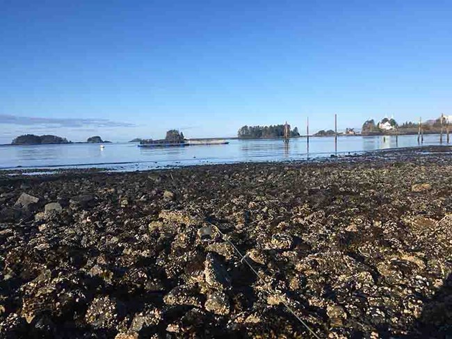 Clam flats in the intertidal zone.