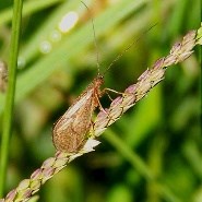 A caddisfly with large wings and long antennae perches on a stalk of grass.