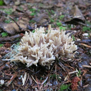 white branching mushroom resembling a marine coral