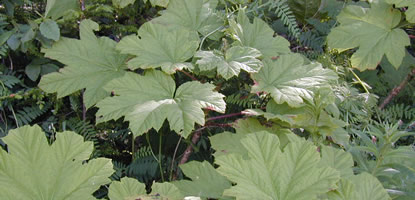 Many large leaves of spiny Devil's Club.