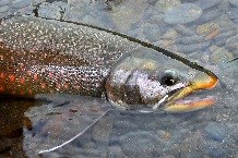 Dark brown and orange spotted Dolly Varden char belly down in a shallow stream with rocky bottom, the top half of its body exposed to the air.