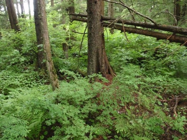 A forest primarily consisting of hemlock and an understory of blueberries.