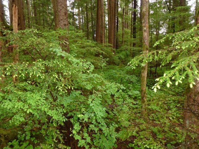 A forest dominated by western hemlock, Sitka spruce, and blueberries.