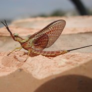 A close-up of a single Mayfly perched on sand.