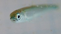 A close-up of a tiny pink salmon fry, with large eyes and silver green body.
