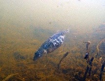 A mottled blue-gray and white fish dives down to eat off the kelp covered sea floor in murky brown water.