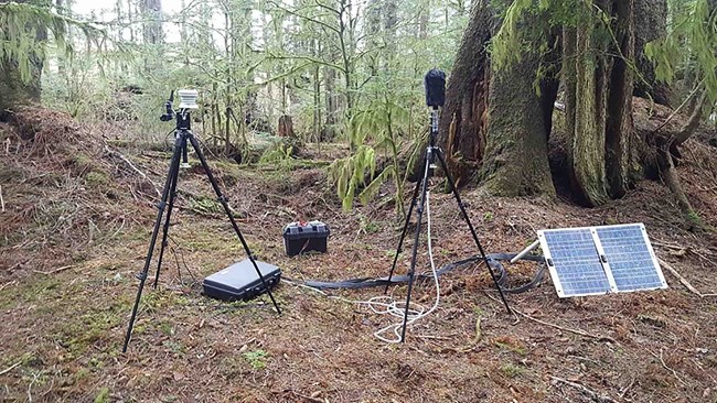 acoustic monitoring equipment set up in a forest