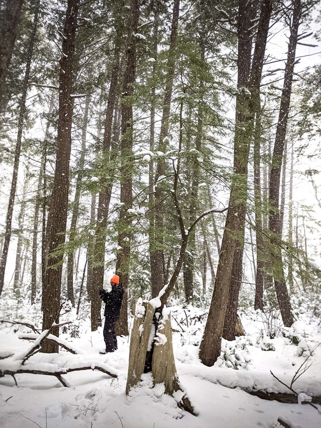 A person wearing an orange hat stands in a snowy forest surrounded by conifer trees.
