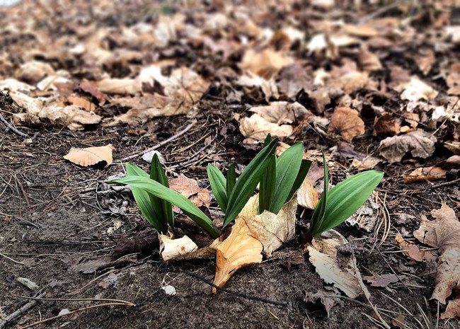 Fresh green plant leaves sprouting through brown fallen leaves in early spring ground.