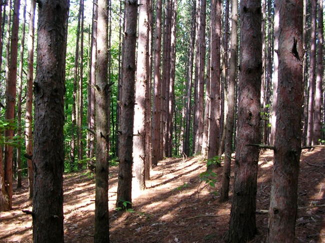 Sunlight hitting the ground between the red brown bark of red pines