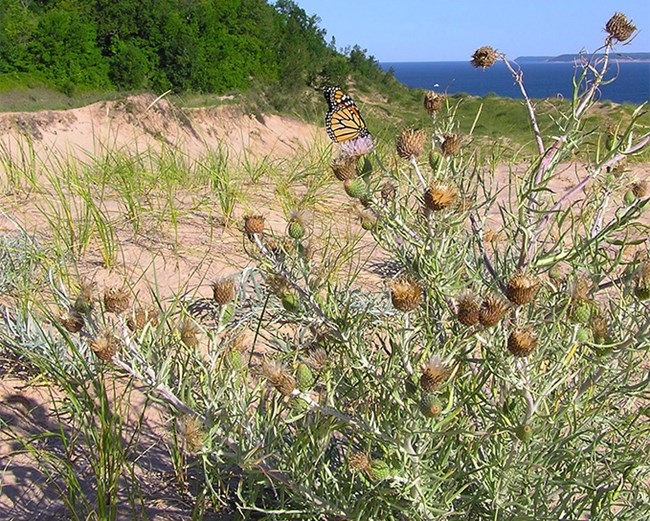 Plant with thin leaves and dusty pink thistle flowers with a dark blue lake in background