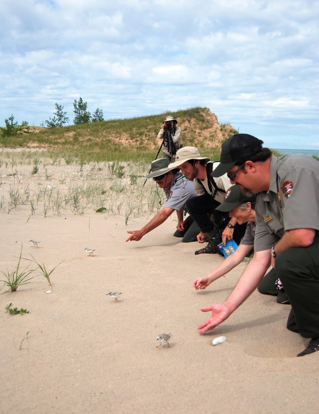 Four Park Rangers, hands outstretched, release four Piping Plover chicks onto the beach.