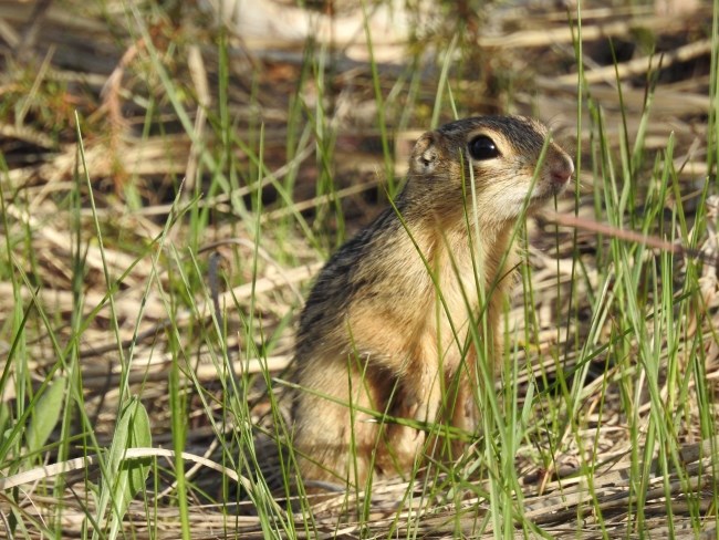 A small rodent keeps a watchful eye on its surroundings