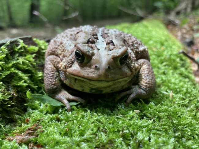 A very bumpy, tan-colored toad faces the camera from a bed of moss.