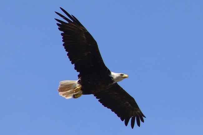A large brown raptor with white feathers on its head and tail soars through the blue sky.