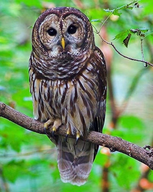 A large brown owl sits camouflaged on a branch.