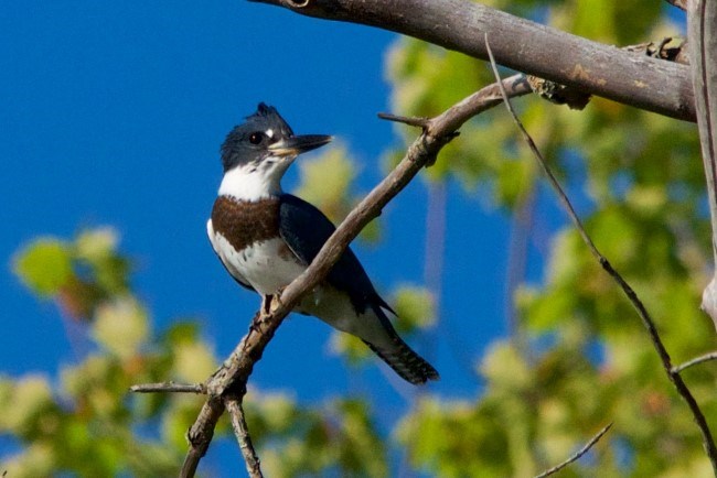 A large blue and white bird with a long bill scans the water from a branch.