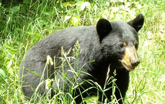 A fuzzy black bear sits in a sunlit field with its mouth slightly open.
