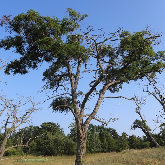 Looking up at a black locust tree, with others in the distance on each side. The park of the tree is rough and many branches are bare appearing nearly dead.