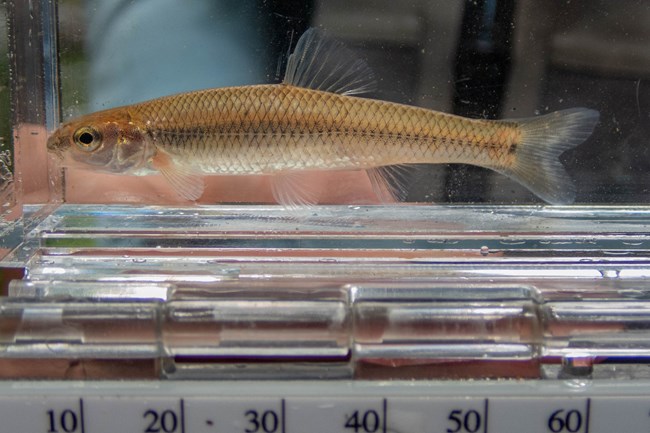 A small silver minnow with a black lateral line and a short snout sitting in a collection tank