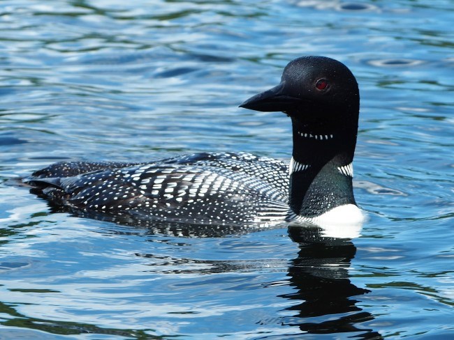 A black bird with white spots and a long pointed bill floats on the water's surface.