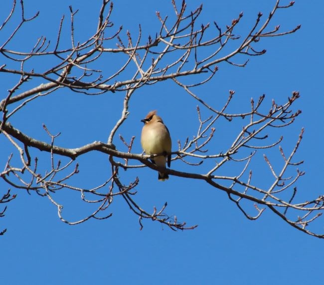 A small bird with a black eye mask perches on a budding branch.