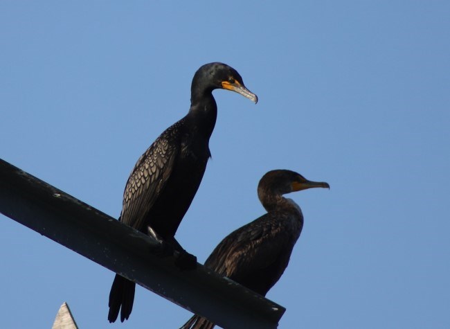 Two large birds with black feathers and orange bills perch on top of a metal tower.