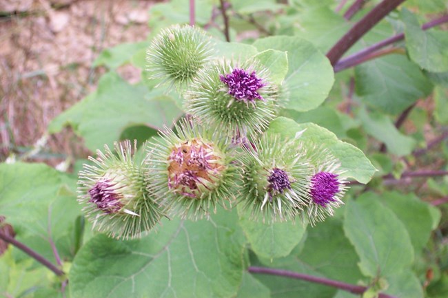 Cluster of six burdock heads, each covered in spike structures with a hooked tip. Purple flowers poking at the top.