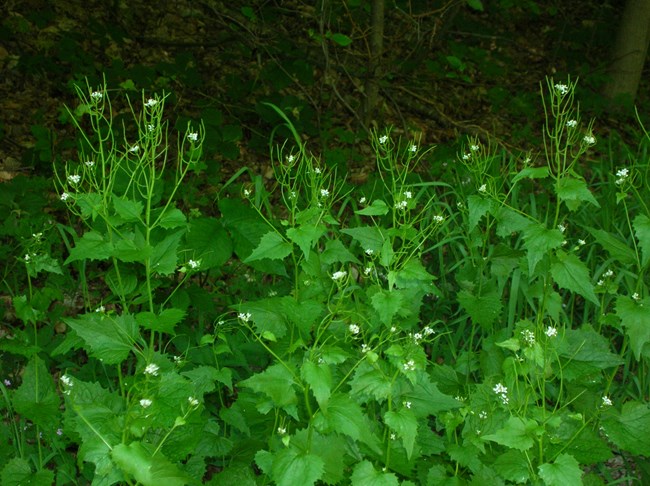 Spiky heart shaped leaves, with green stems sticking out past the pinky-nail sized white flower with four petals.