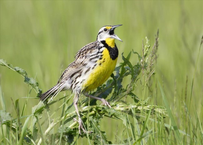 A brown bird with a black and yellow belly calls from the top of a plant.