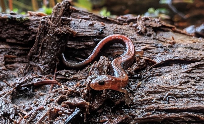 A very wet, small, brown and red salamander sits on a decaying log