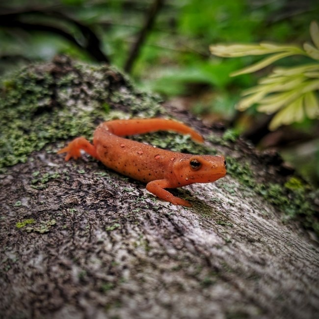 A small orange salamander creeps across a downed log