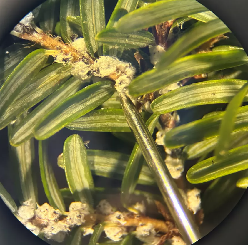 Furry textured circles attached to the branch between rounded needles. Circles approximately size of needle tip used for reference.